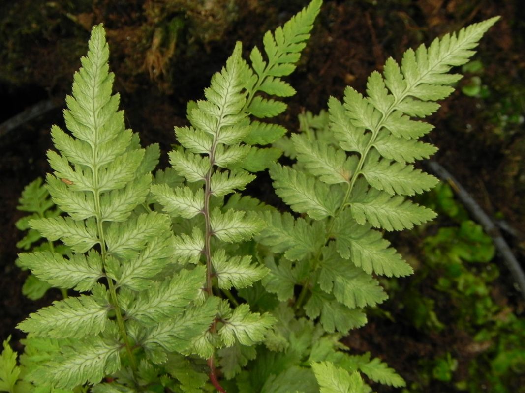 Athyrium niponicum ‘Metallicum’