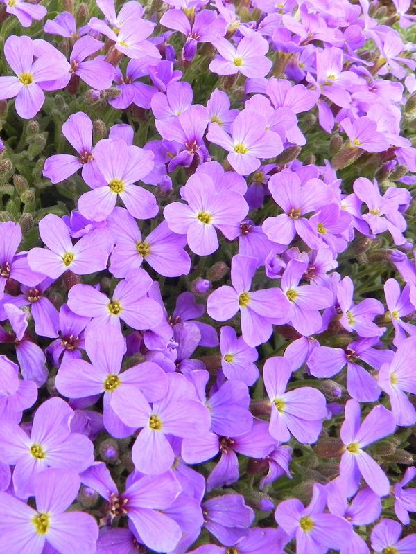 Aubrieta x cultorum ‘Cascade Blue’
