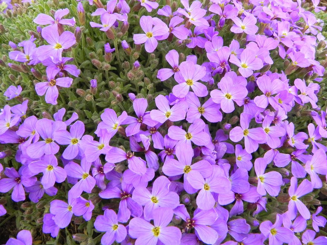 Aubrieta x cultorum ‘Cascade Blue’