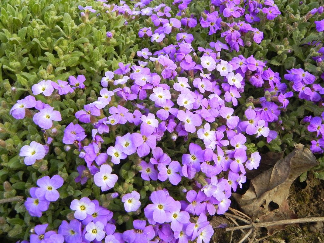 Aubrieta x cultorum ‘Cascade Blue’