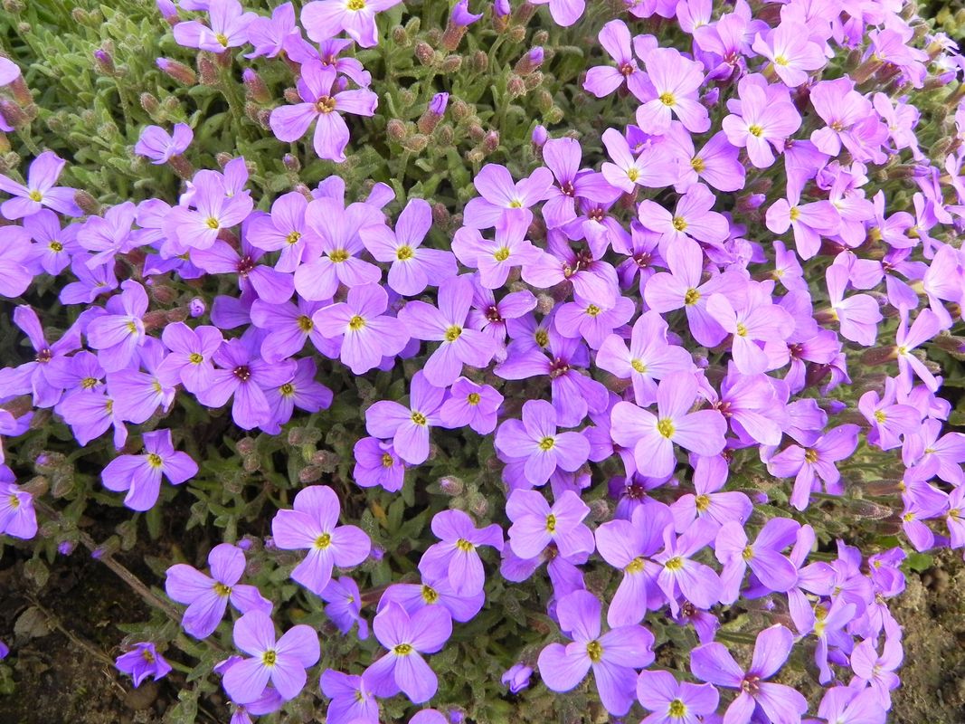 Aubrieta x cultorum ‘Cascade Blue’