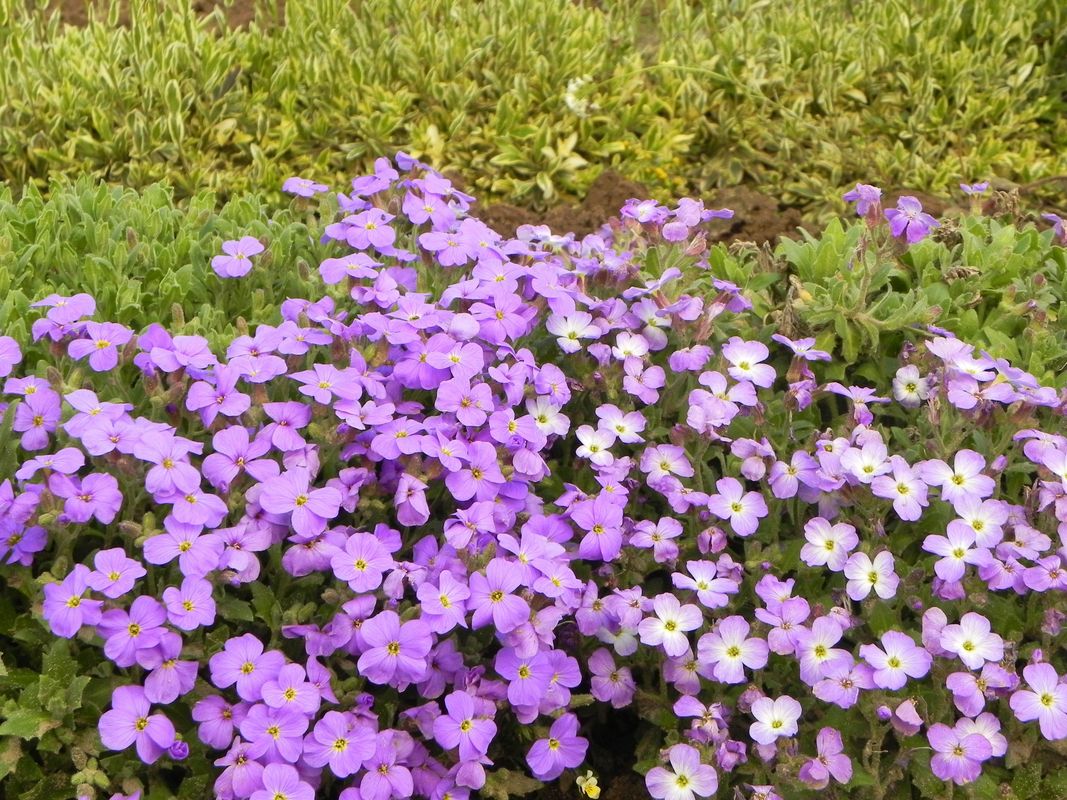 Aubrieta x cultorum ‘Cascade Blue’