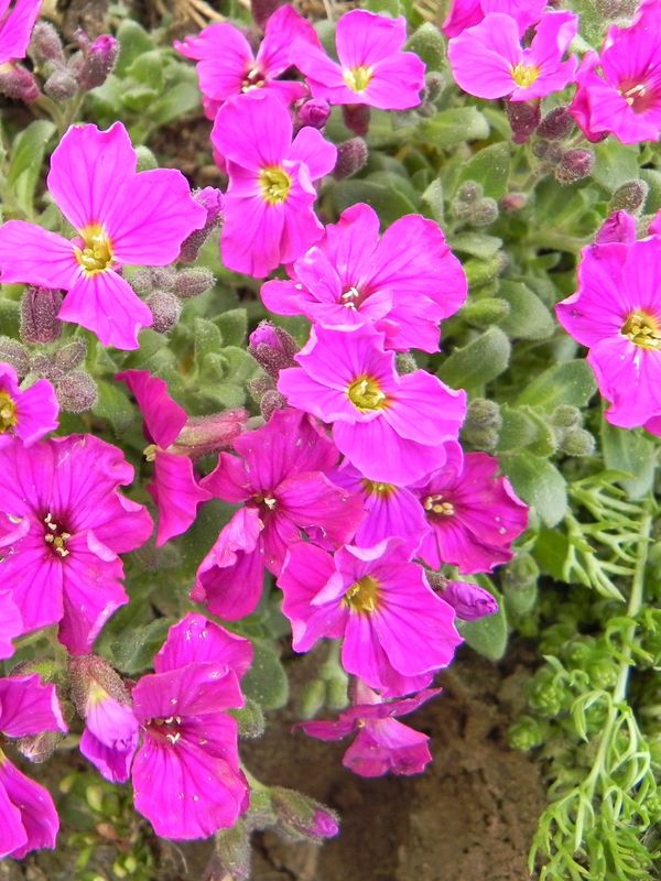 Aubrieta x cultorum ‘Cascade Red’