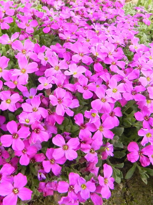 Aubrieta x cultorum ‘Leichtlinii / Rose’