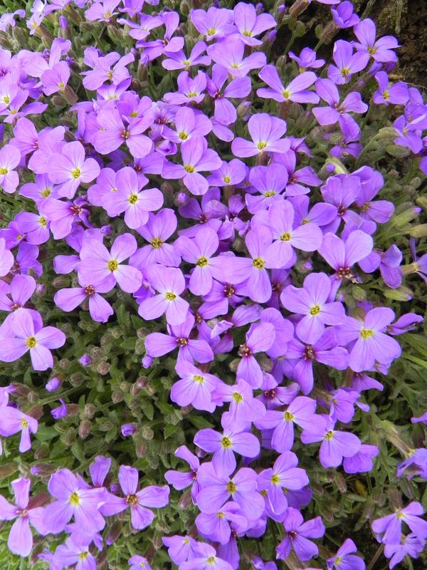 Aubrieta x cultorum ‘Royal Blue’