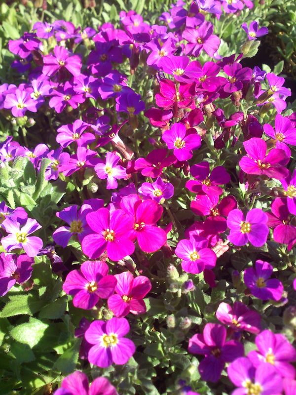 Aubrieta x cultorum ‘Royal Red’