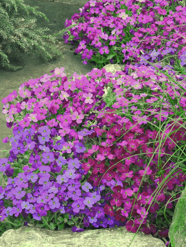 Aubrieta x cultorum ‘Audrey Red Purple Mix’