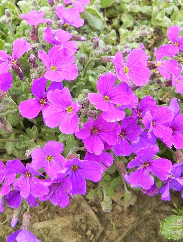 Aubrieta deltoidea ‘Cascade Purple’