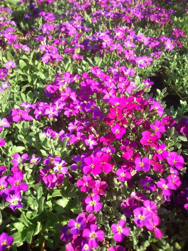 Aubrieta deltoidea ‘Cascade Red’