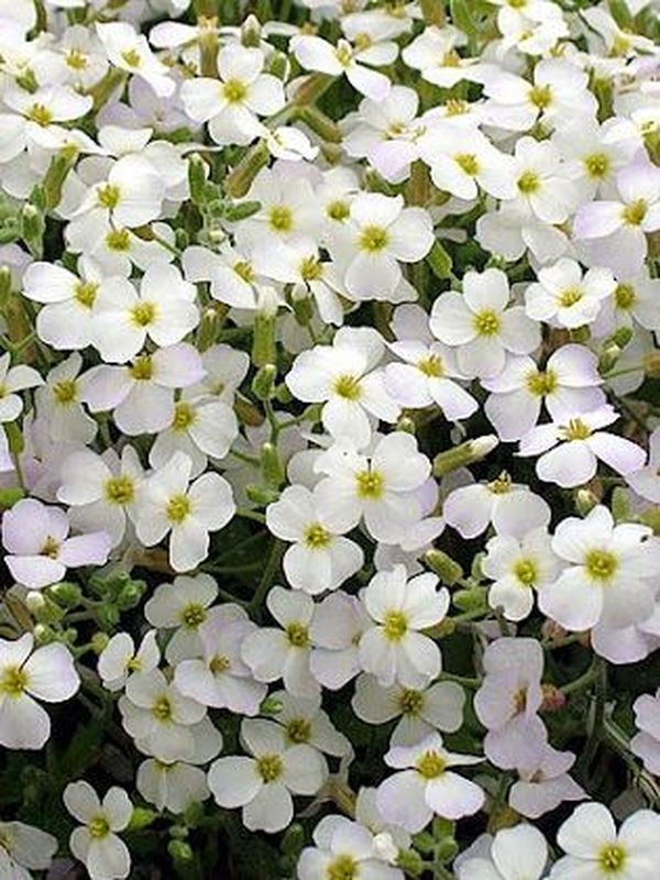Aubrieta deltoidea ‘Alba’