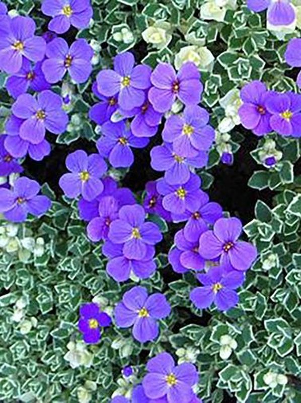 Aubrieta deltoidea ‘Silberrand’