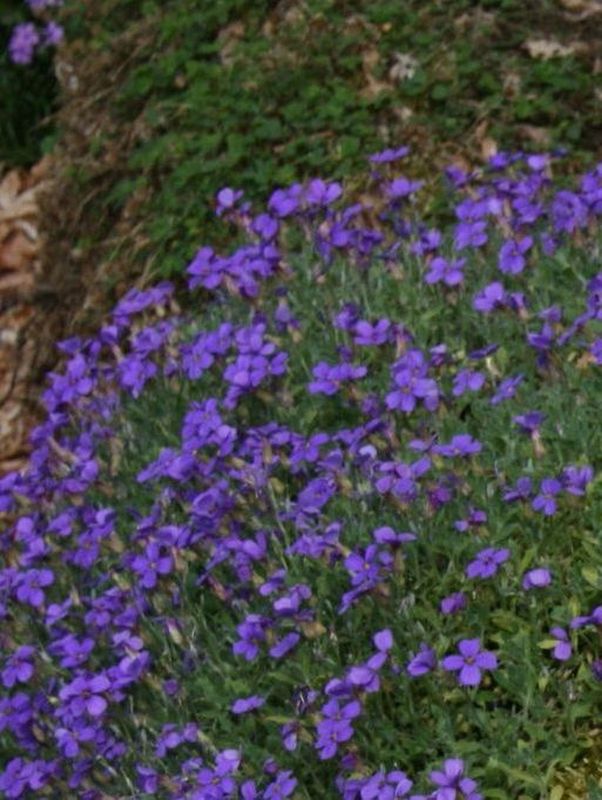 Aubrieta deltoidea ‘Blaumeise’
