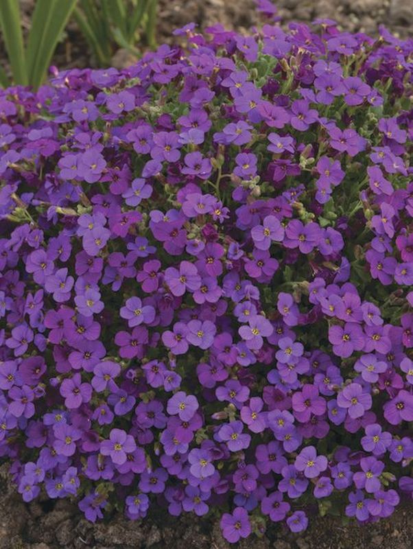 Aubrieta deltoidea ‘Hamburger Stadtpark’