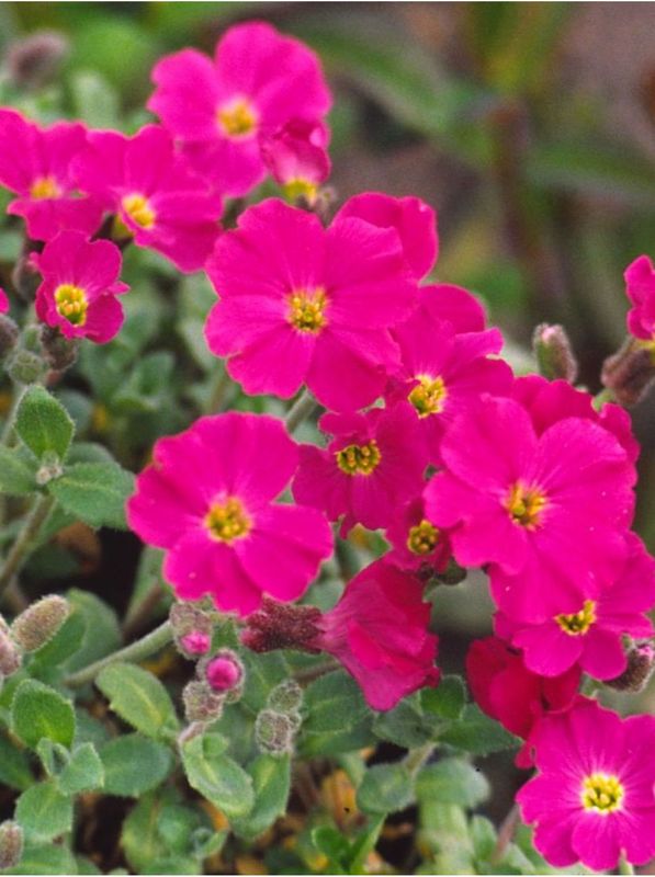 Aubrieta deltoidea ‘Rubinfeuer’