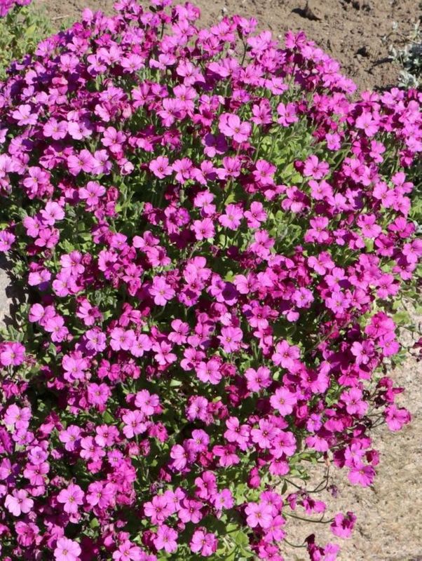 Aubrieta deltoidea ‘Red Carpet’