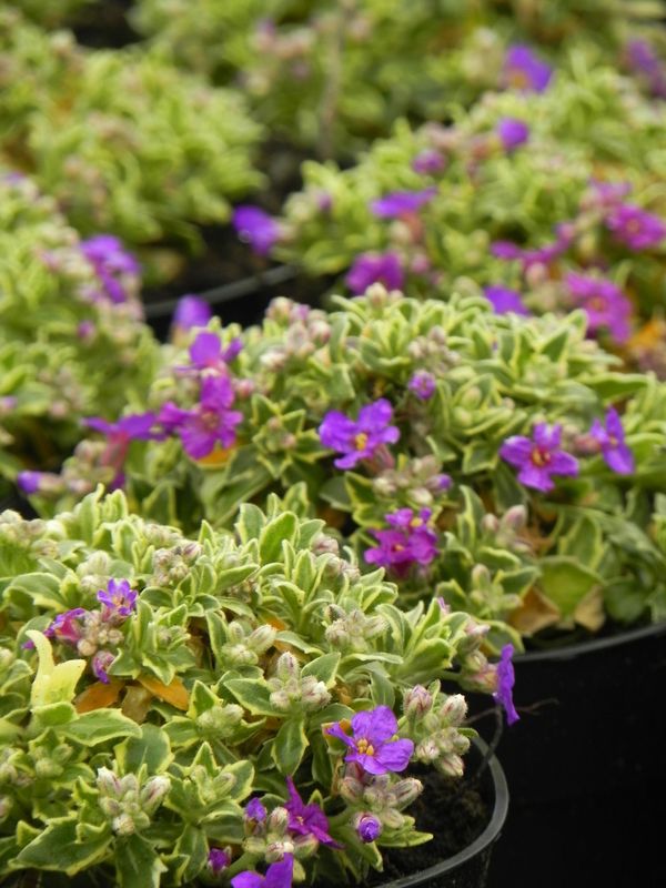 Aubrieta gracilis ‘Dr. Mules Variegated’