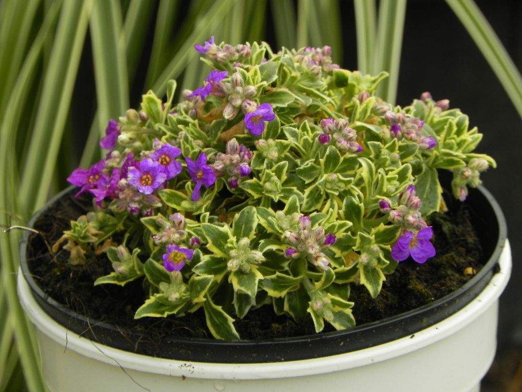 Aubrieta gracilis ‘Dr. Mules Variegated’