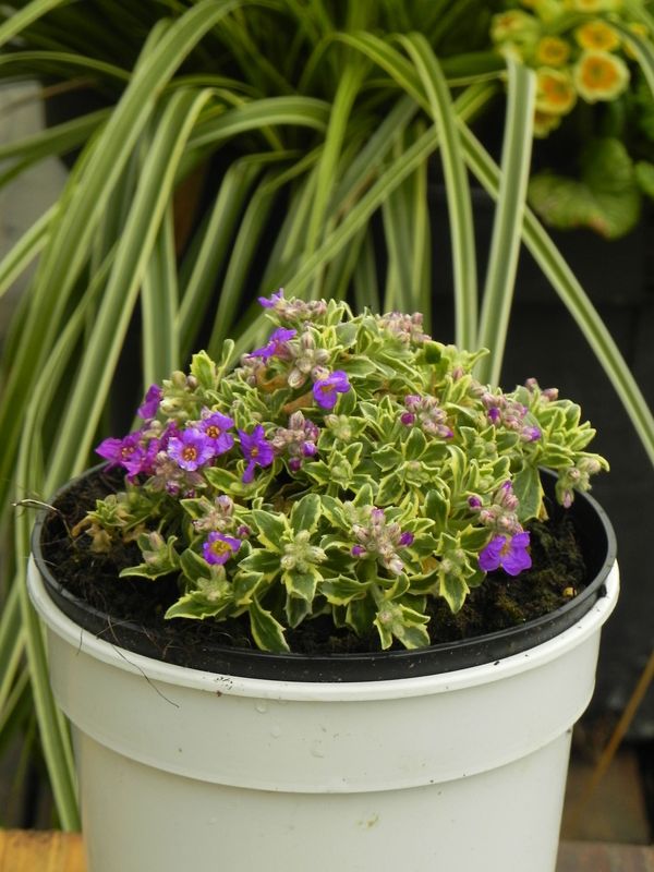 Aubrieta gracilis ‘Dr. Mules Variegated’
