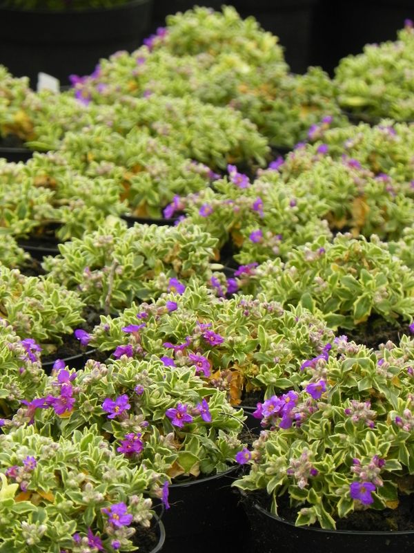 Aubrieta gracilis ‘Dr. Mules Variegated’