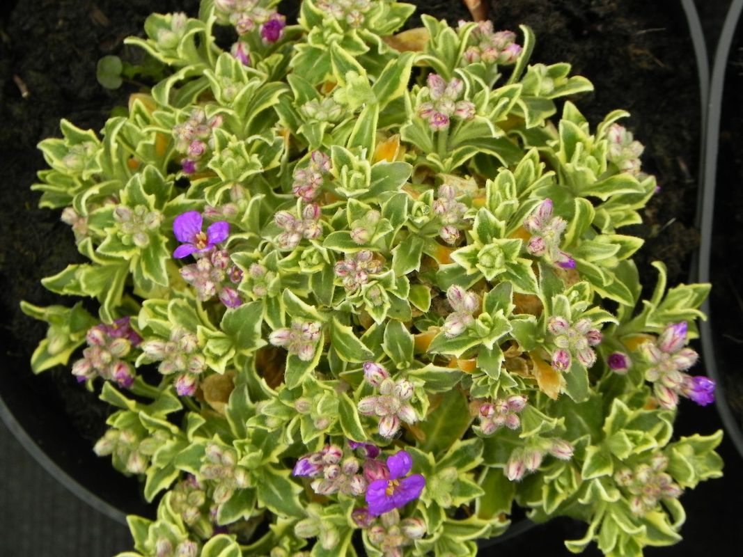 Aubrieta gracilis ‘Dr. Mules Variegated’
