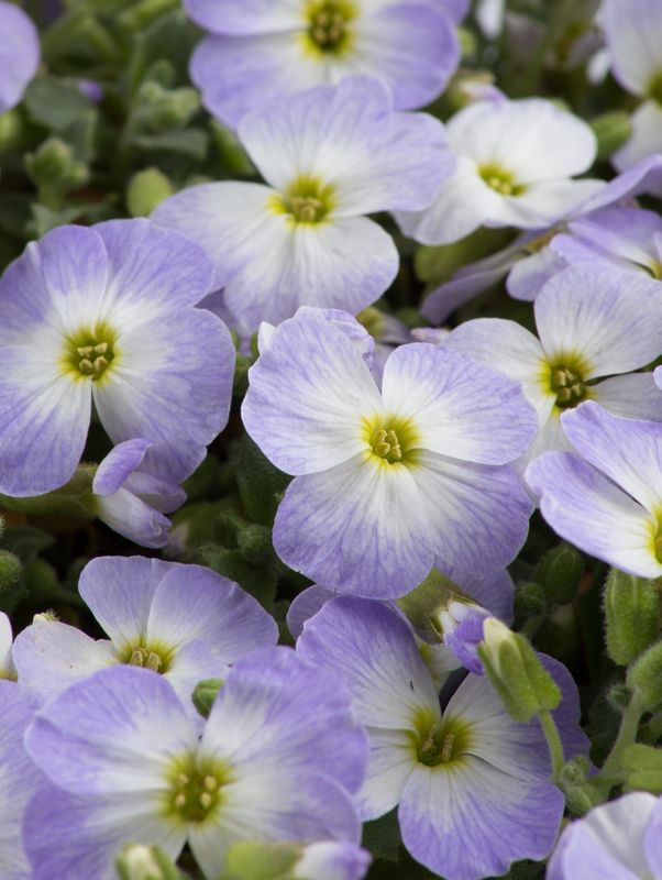 Aubrieta gracilis ‘Florado Blue Blush Bicolour’