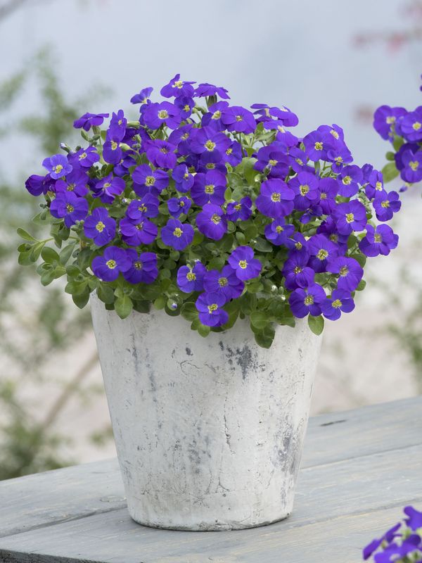 Aubrieta gracilis ‘Kitte Blue’