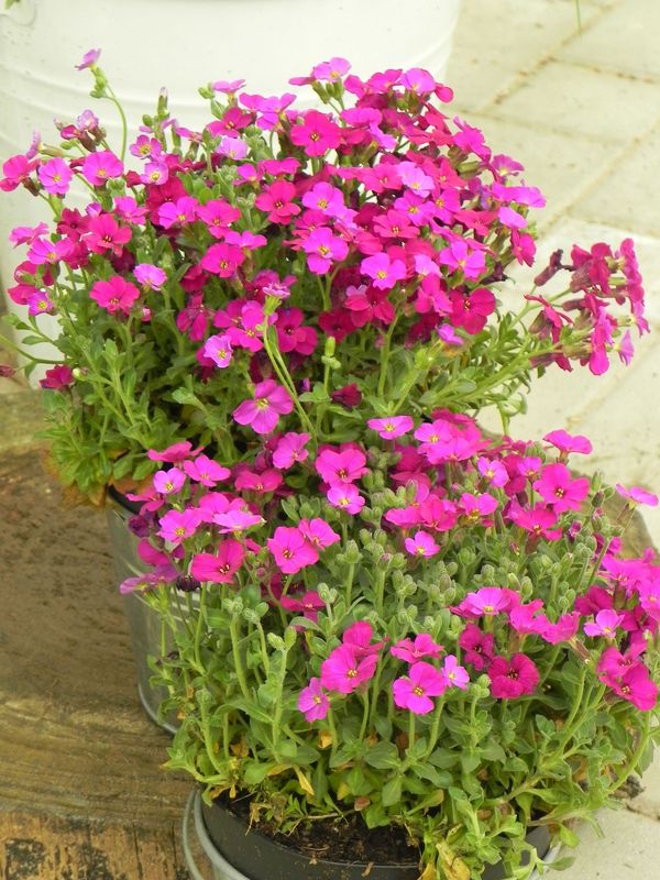 Aubrieta gracilis ‘Audrey™ F1 Red’