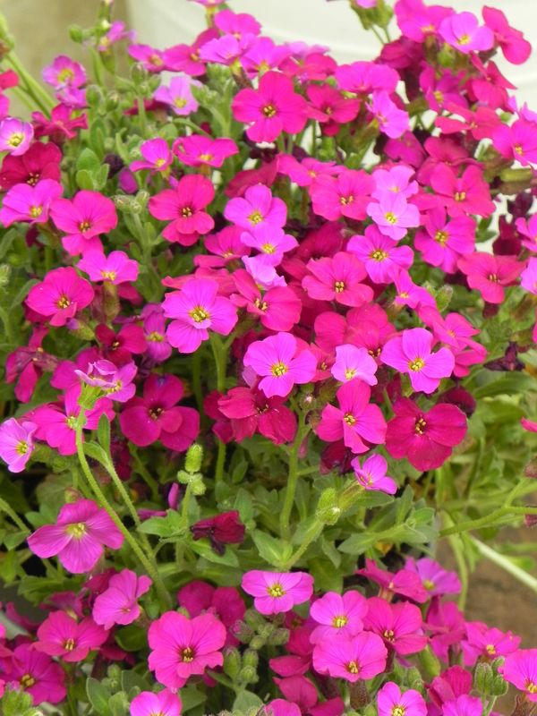 Aubrieta gracilis ‘Audrey™ F1 Red’