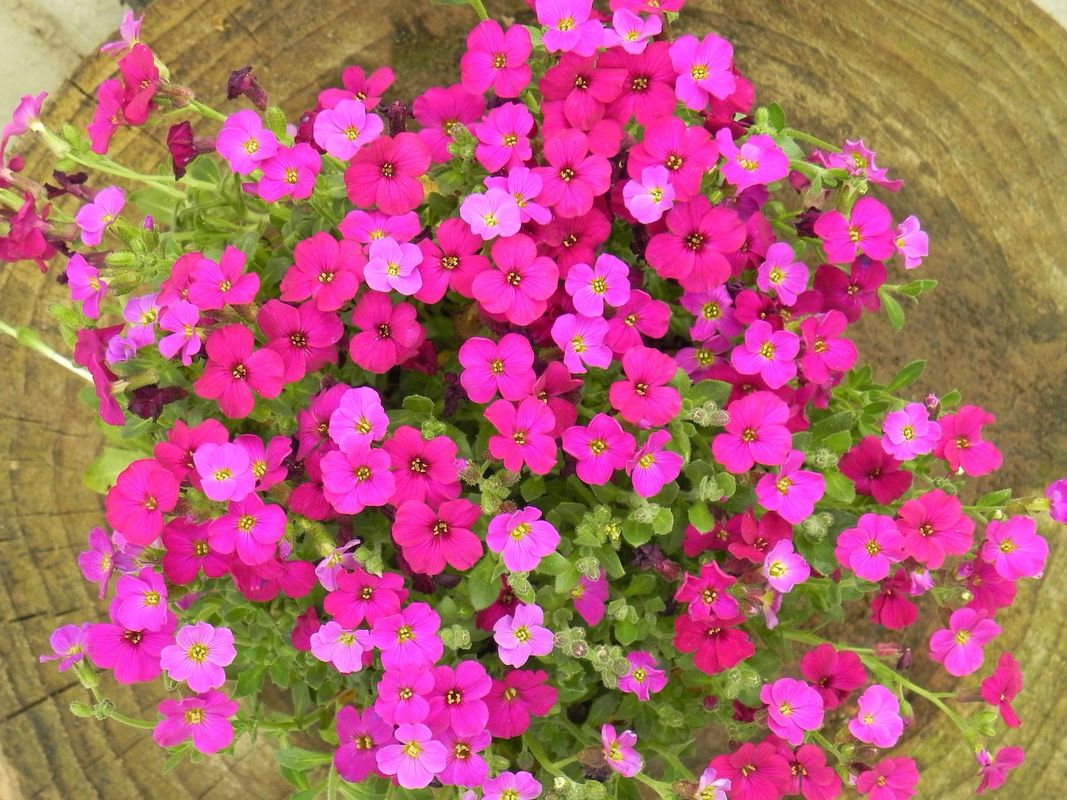 Aubrieta gracilis ‘Audrey™ F1 Red’