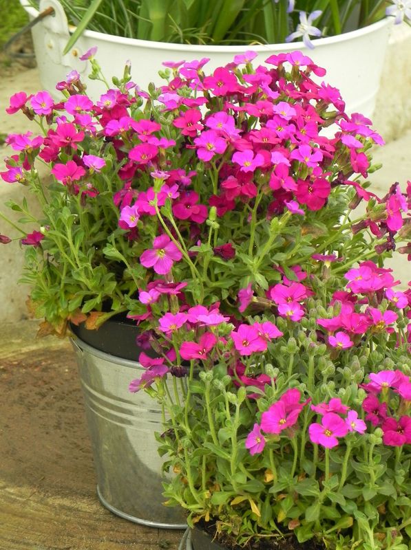 Aubrieta gracilis ‘Audrey™ F1 Red’