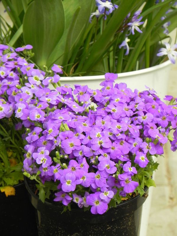 Aubrieta gracilis ‘Florado Blue Eye’