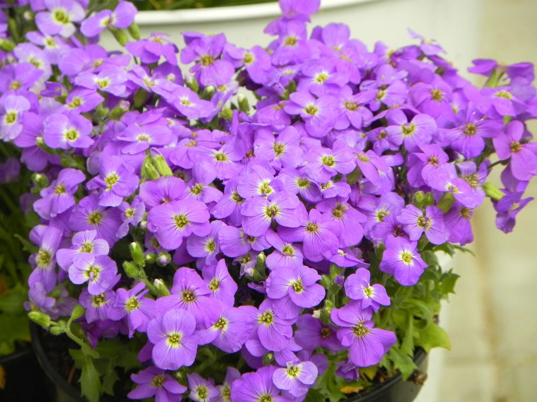 Aubrieta gracilis ‘Florado Blue Eye’