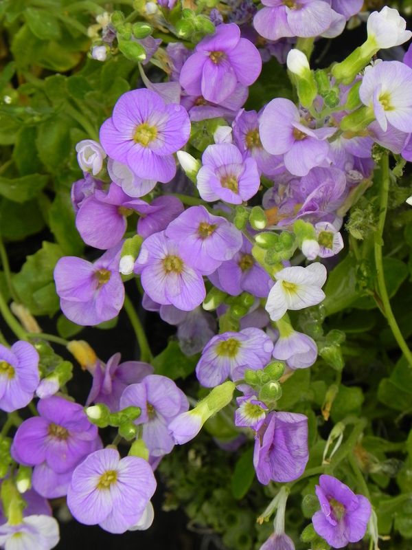 Aubrieta gracilis ‘Florado Blue Eye’