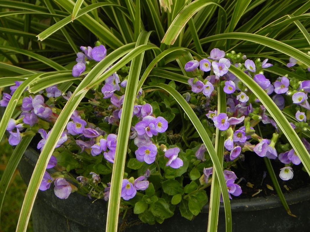 Aubrieta gracilis ‘Florado Blue Eye’
