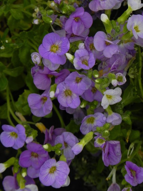Aubrieta gracilis ‘Florado Blue Eye’