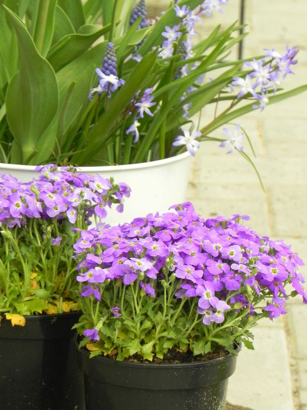 Aubrieta gracilis ‘Florado Blue Eye’