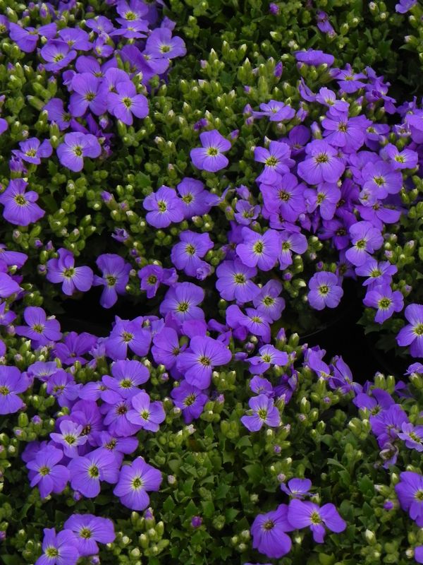 Aubrieta gracilis ‘Florado Blue Eye’