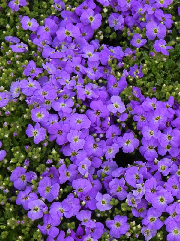 Aubrieta gracilis ‘Florado Blue Eye’
