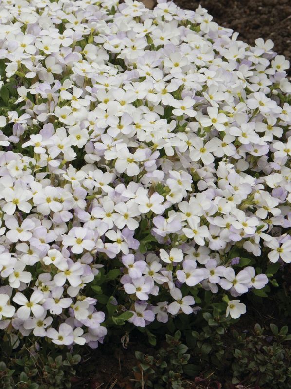 Aubrieta gracilis ‘Regardo White’