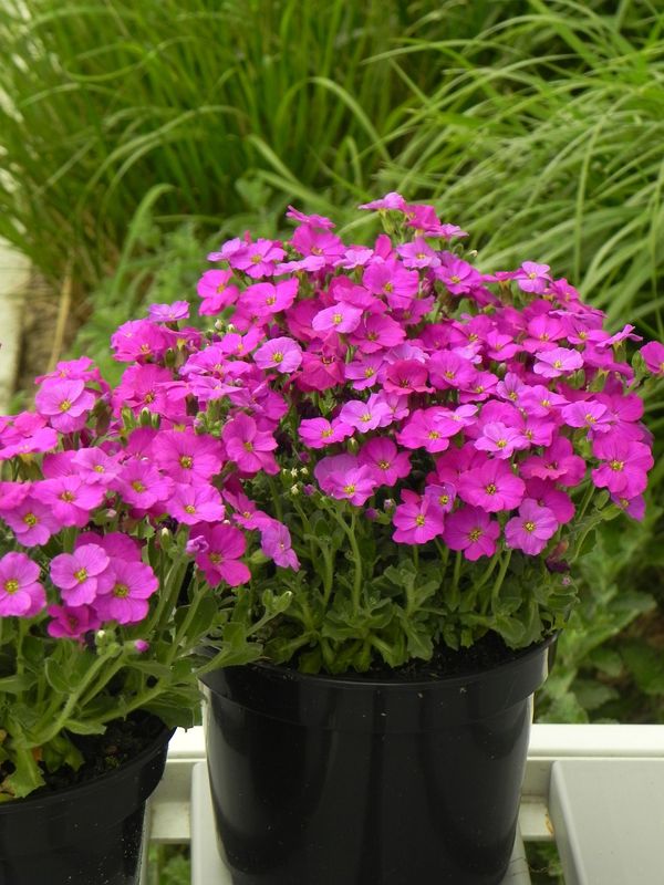 Aubrieta gracilis ‘Florado Neon Pink’