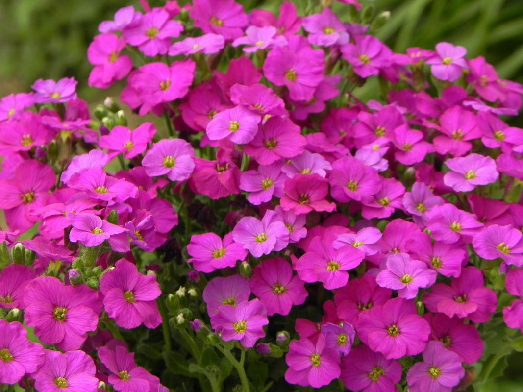 Aubrieta gracilis ‘Florado Neon Pink’