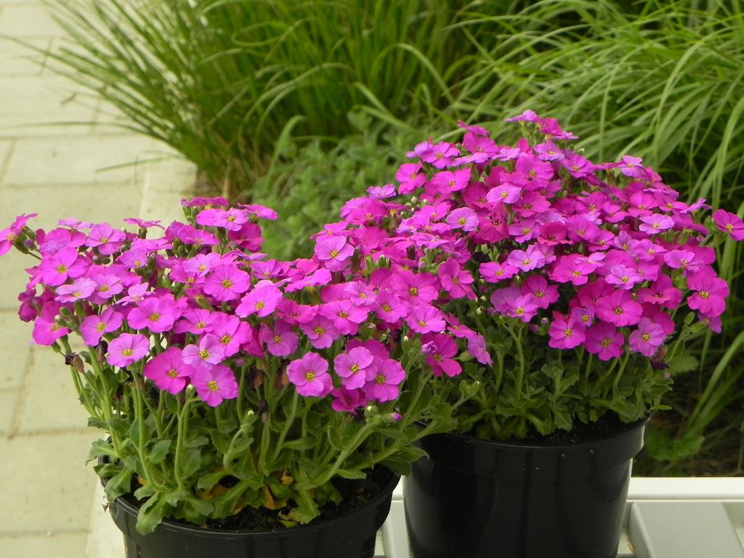 Aubrieta gracilis ‘Florado Neon Pink’