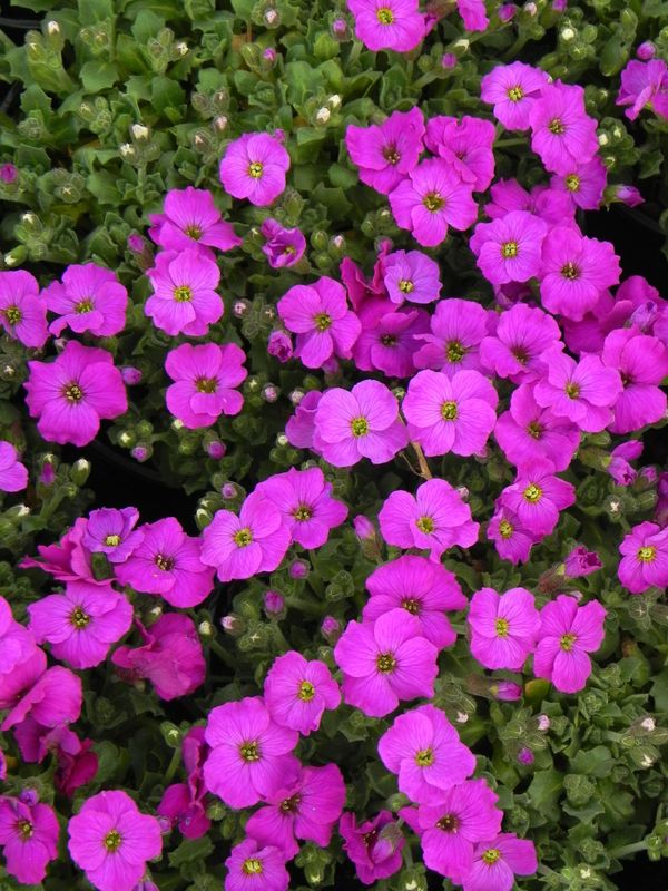 Aubrieta gracilis ‘Florado Neon Pink’