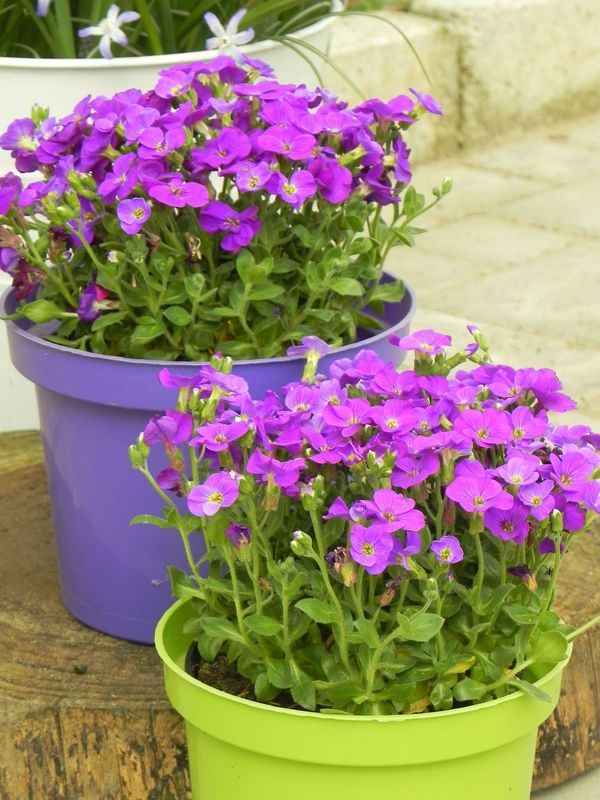 Aubrieta gracilis ‘Kitte® Blue’