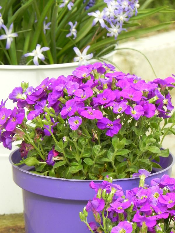 Aubrieta gracilis ‘Kitte® Blue’