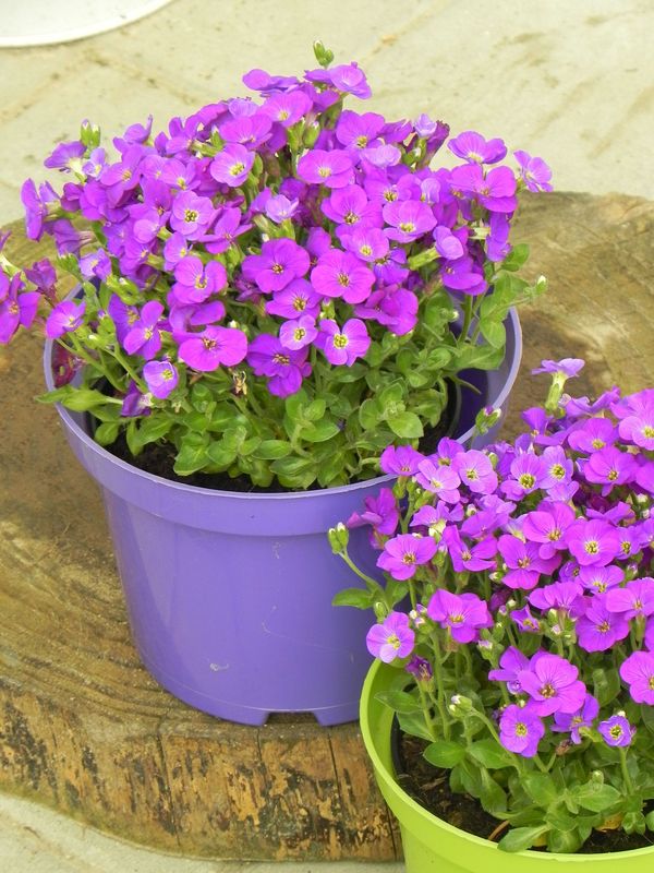 Aubrieta gracilis ‘Kitte® Blue’