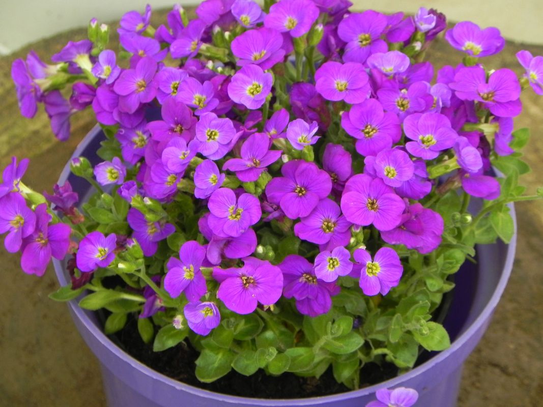 Aubrieta gracilis ‘Kitte® Blue’