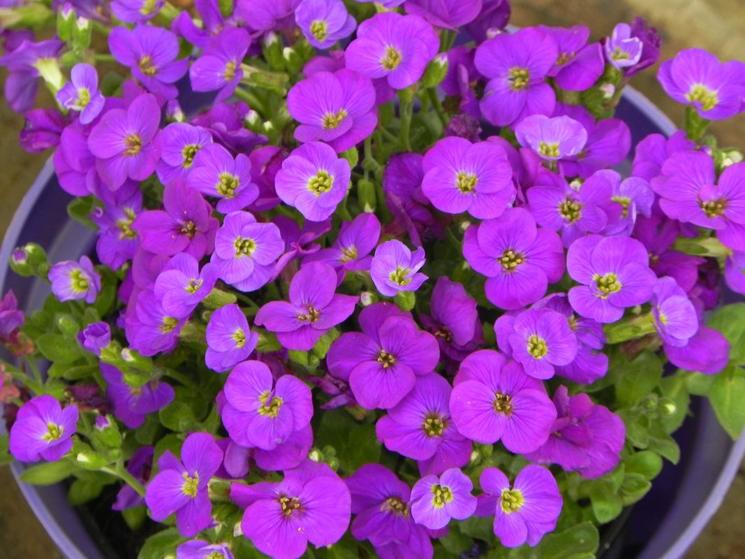 Aubrieta gracilis ‘Kitte® Blue’