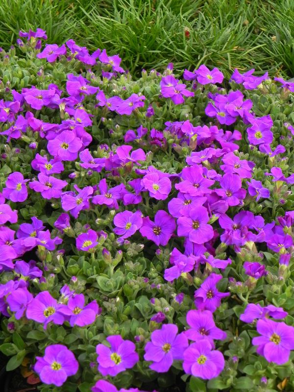 Aubrieta gracilis ‘Kitte® Blue’