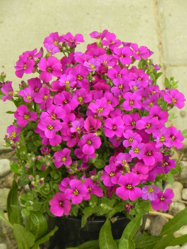 Aubrieta gracilis ‘Florado Rose Red’